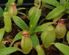 Nepenthes aristolochioides BE-3023 (Tujuh) XXS