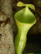 Nepenthes campanulata (female clone)