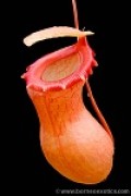Nepenthes ventricosa M